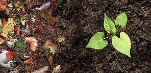 compost épluchures légumes plante verte dans la terre
