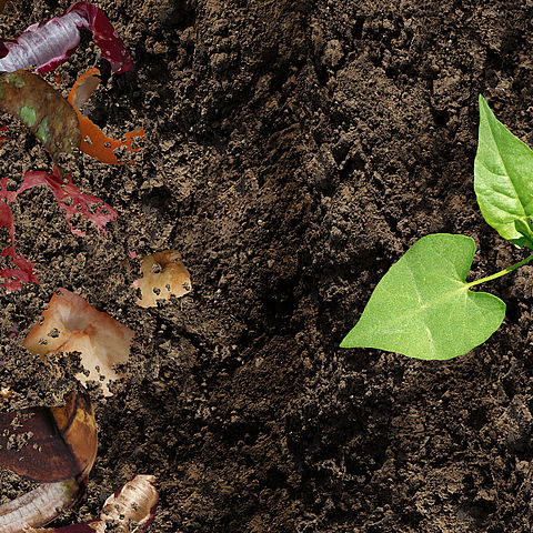 compost épluchures légumes plante verte dans la terre