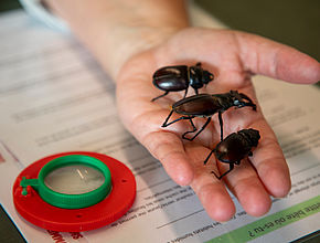 Le Grand' Lab'EAU BOIS 2025 LIMOGES Métropole - Agrandir l'image (fenêtre modale)