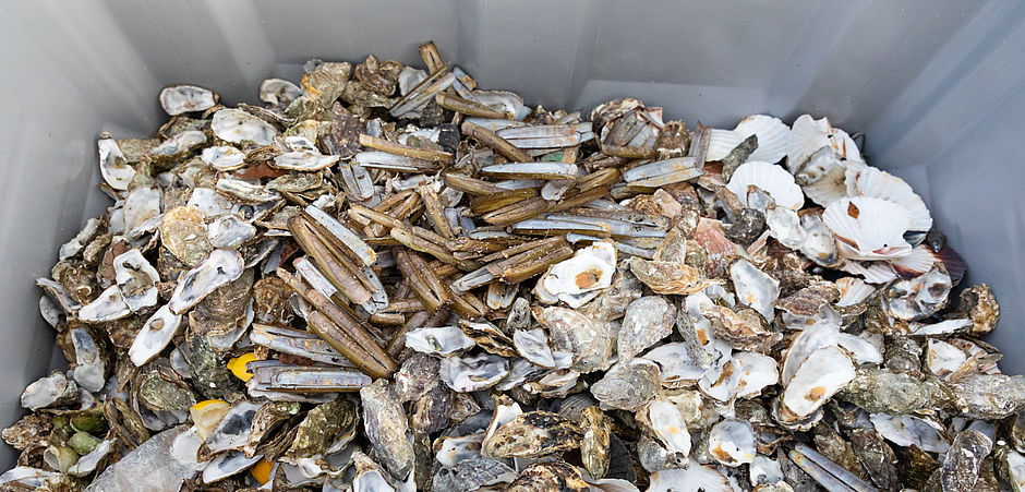 tas de coquilles d'huîtres à recycler 