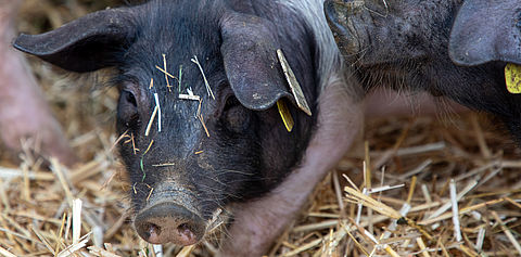 Fête du cochon à Eyjeaux 87 2025