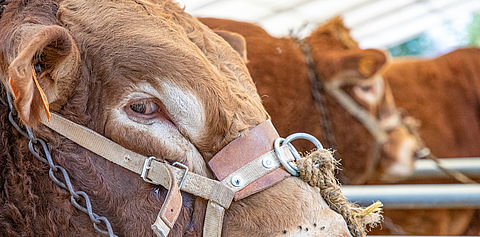 Photo d'une tête de taureau de race bovine limousine