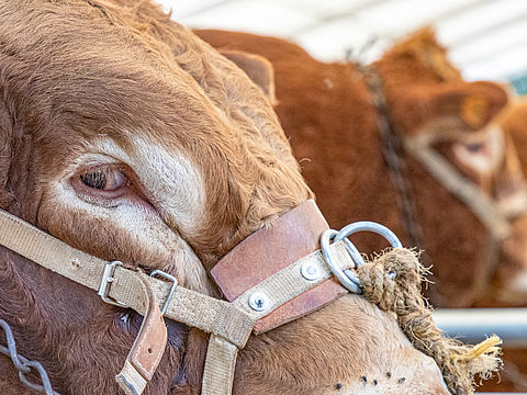 Photo d'une tête de taureau de race bovine limousine