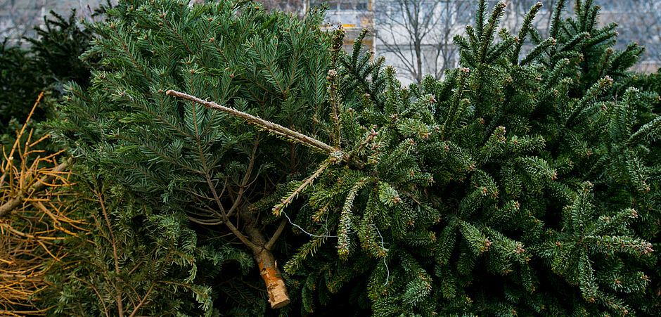 Votre sapin de Noël en compost 