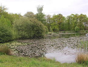 Agrandir l'image (fenêtre modale)