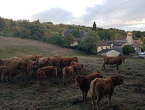 Agrandir l'image (fenêtre modale)